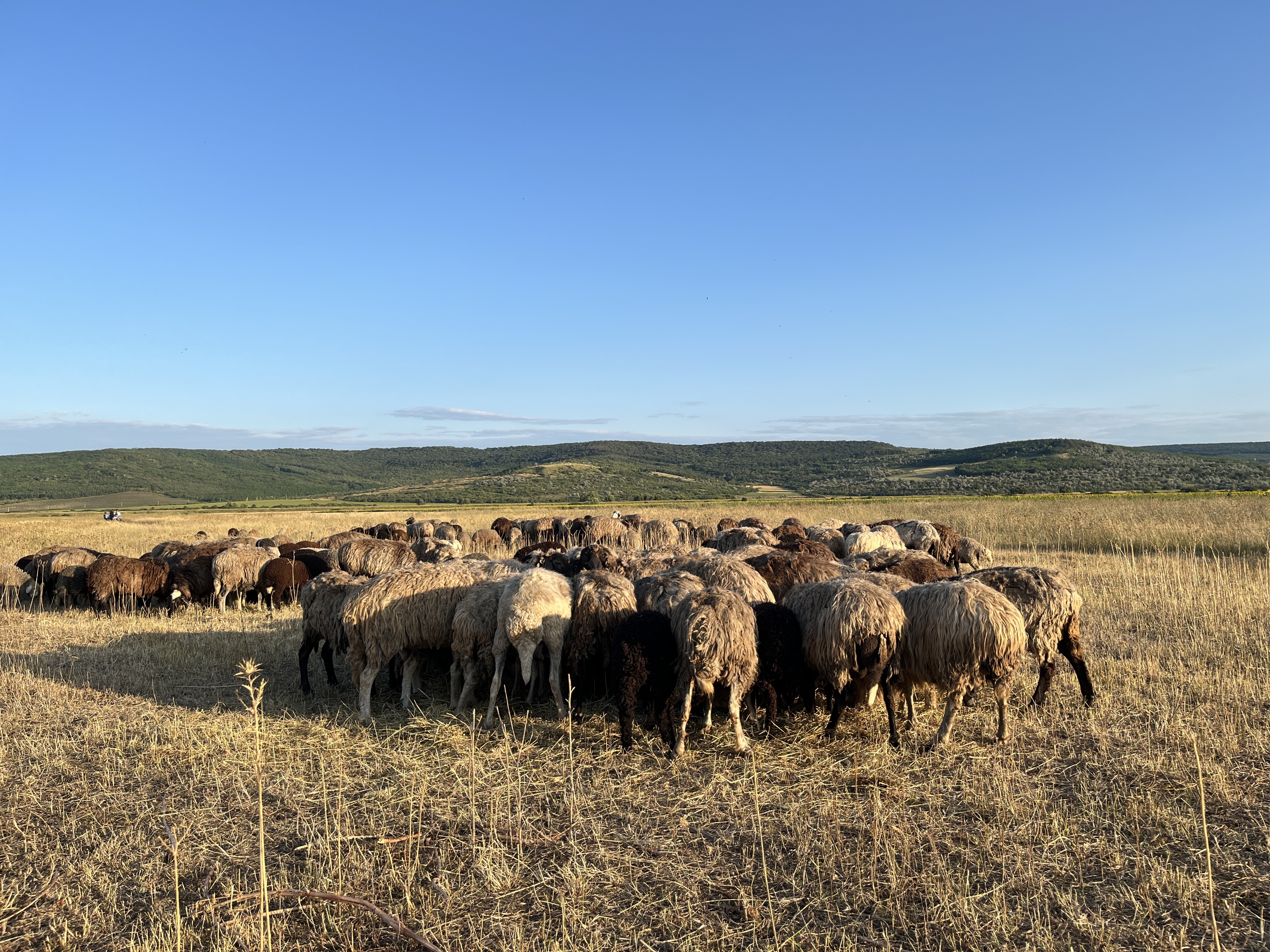 🌾🐑 Eco Ferma OVIDA 🚜
