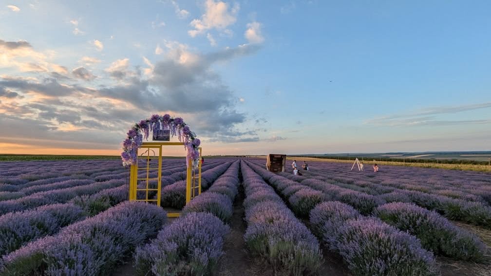💜 Miros de Lavandă