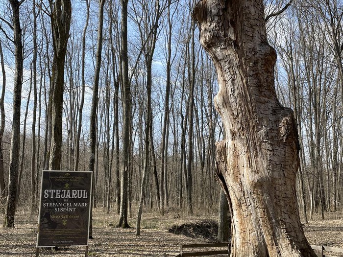 🌳 Stejarul lui Ștefan cel mare
